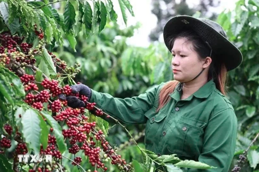 Vietnam’s coffee exports possibly top US$5 billion for first time